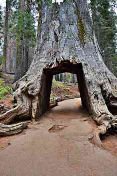 Tunnel arbre Yosemite