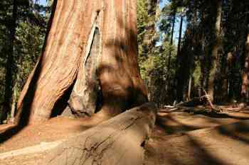 Sequoia