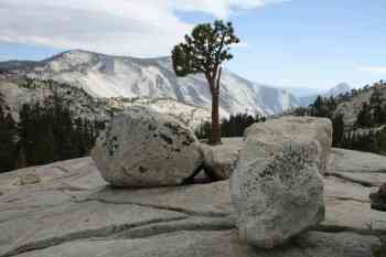 Arbre rocher Yosemite