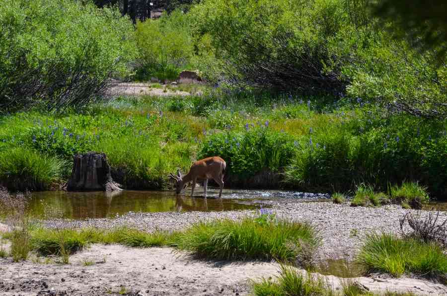 Cerf Yosemite