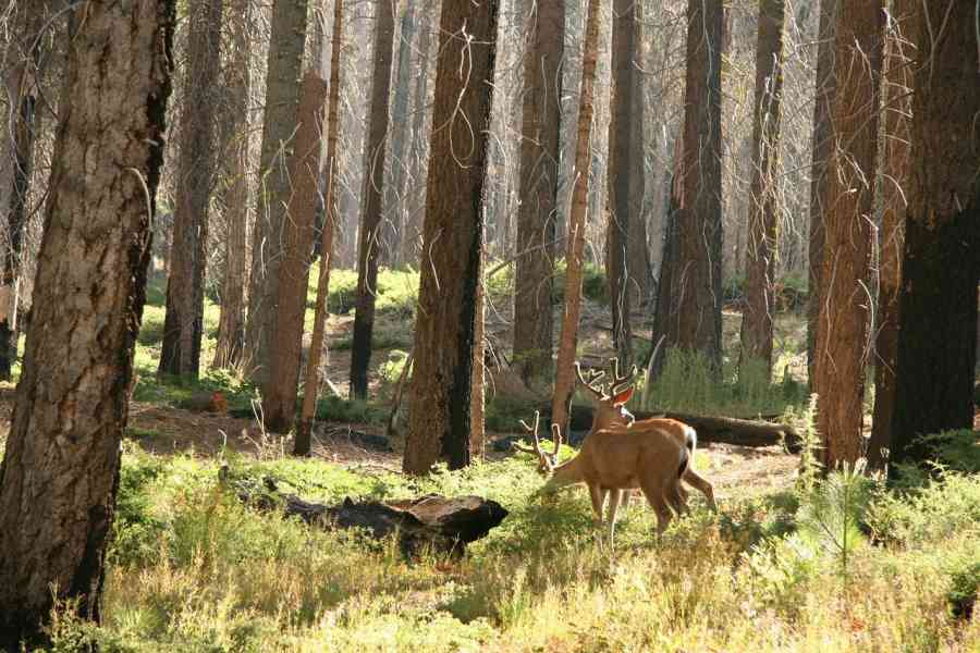 Cerfs Yosemite