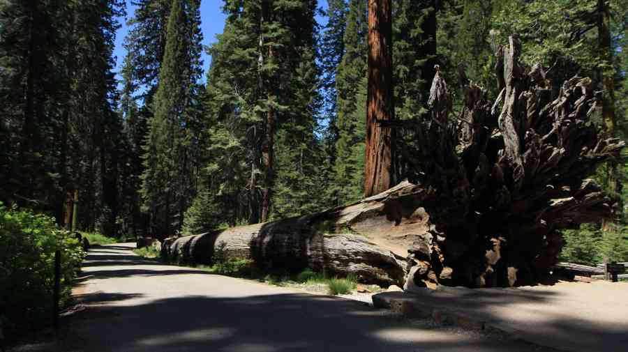 Sequoia Yosemite