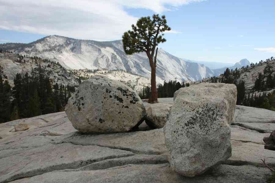 Arbre rocher Yosemite