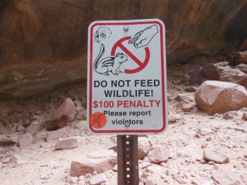 Interdit de donner à manger aux animaux