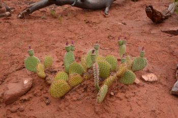 Cactus Zion