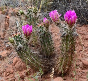 Cactus en fleur