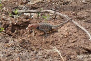 Lezard à Zion