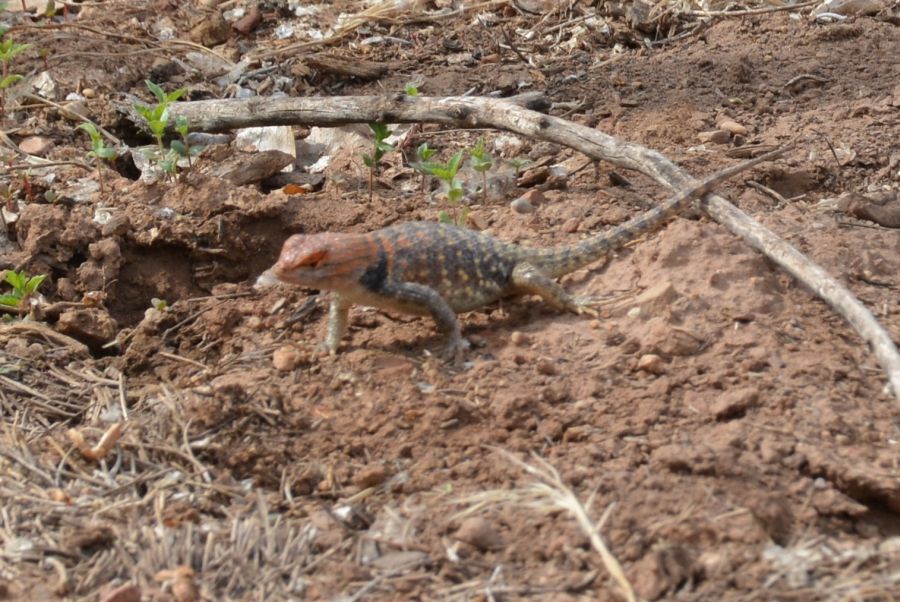 Lezard à Zion