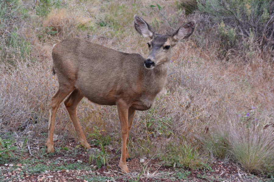 Biche Zion