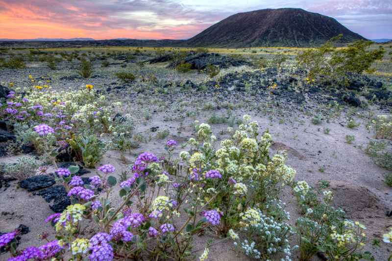 Amboy Crater