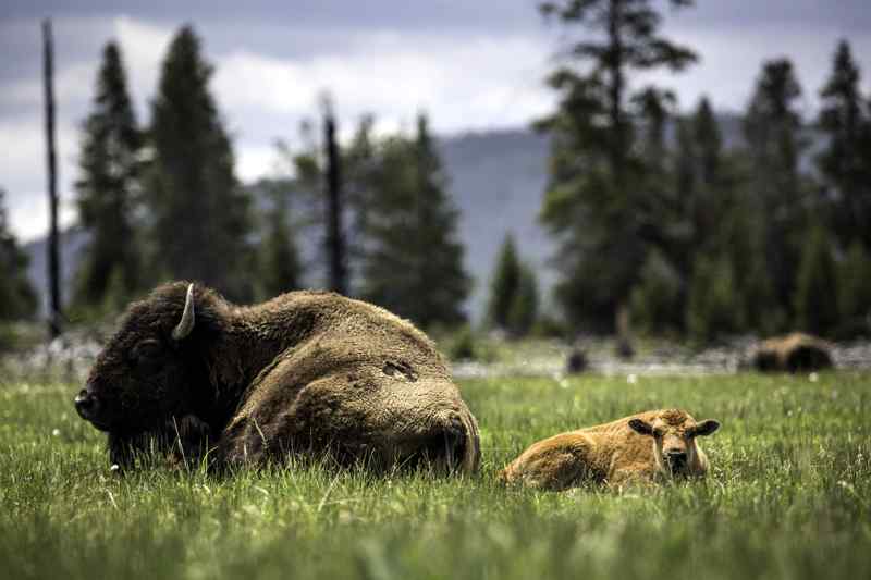 Bison Yellowstone