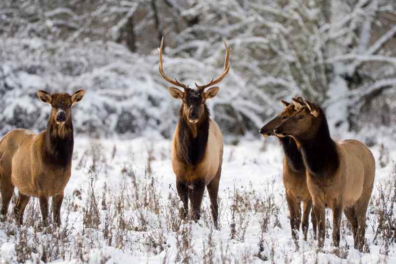 Cerf Ouest Américain