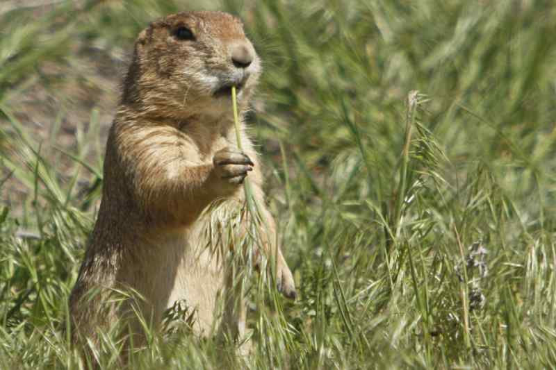 Chien de prairie Devils Tower