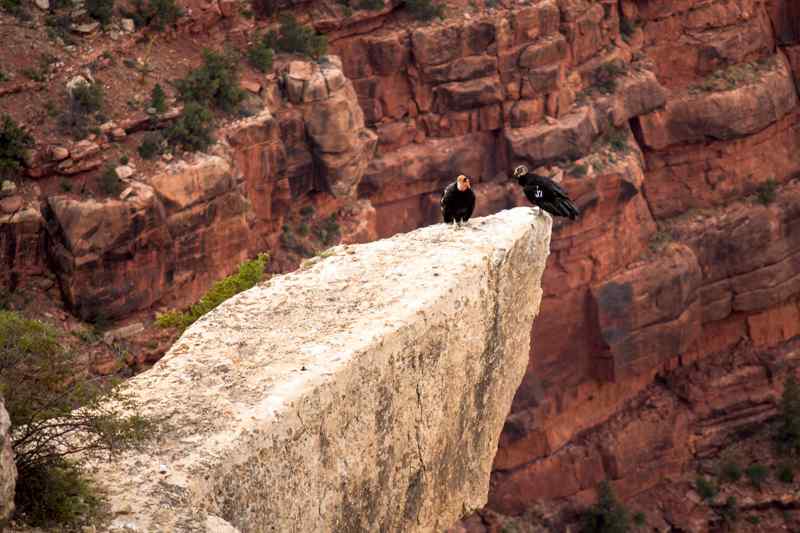 Condor Grand Canyon