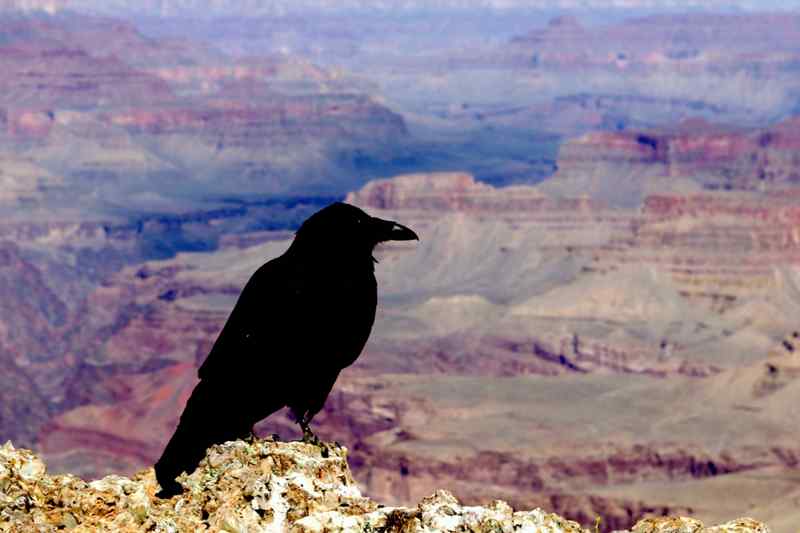 Corbeau Ouest Américain