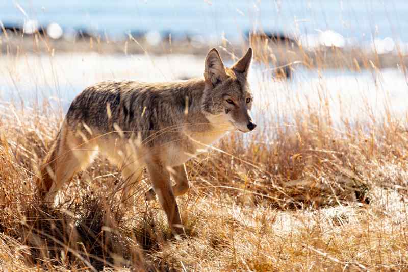 Coyote Arizona