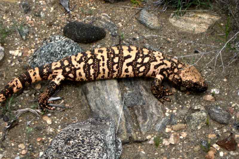 Gila Monster