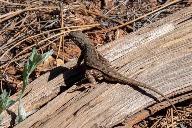 Lezard Ouest américain