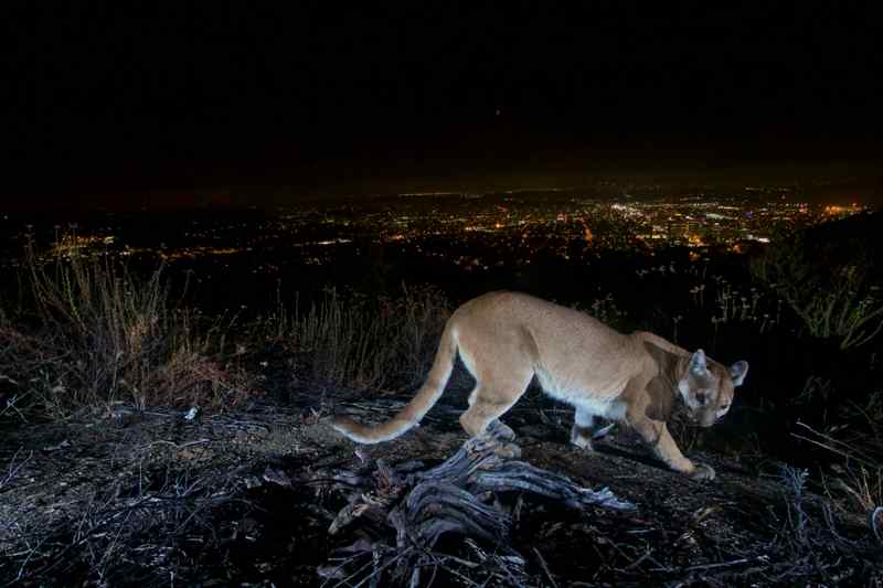 Lion de montagne Ouest Américain