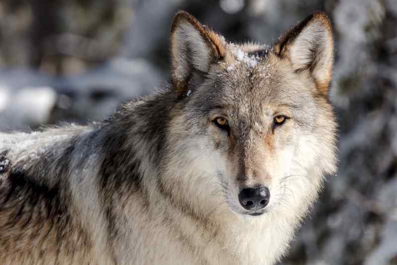 Loup Yellowstone