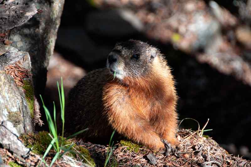 Marmotte Yosemite