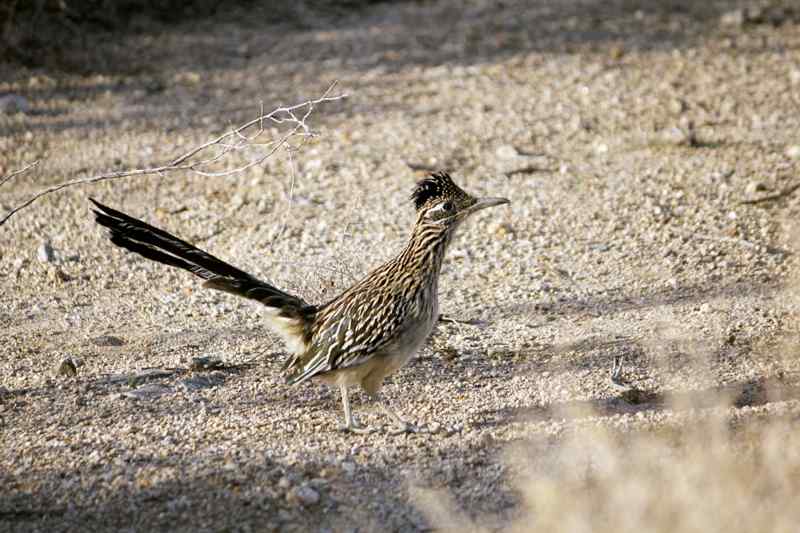 Roadrunner Joshua Tree