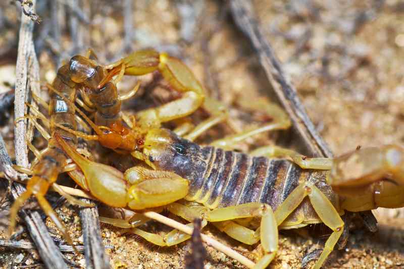 Scorpion Arizona