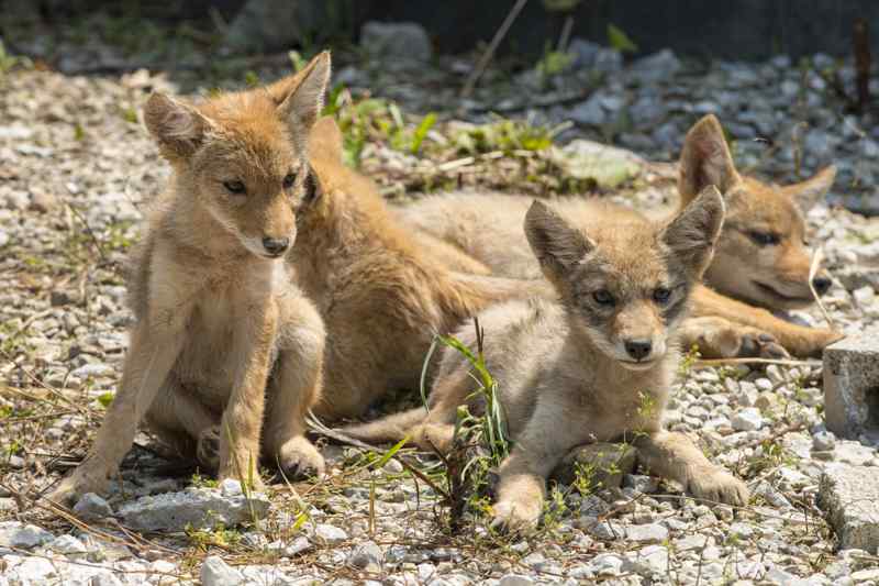 Coyote désert