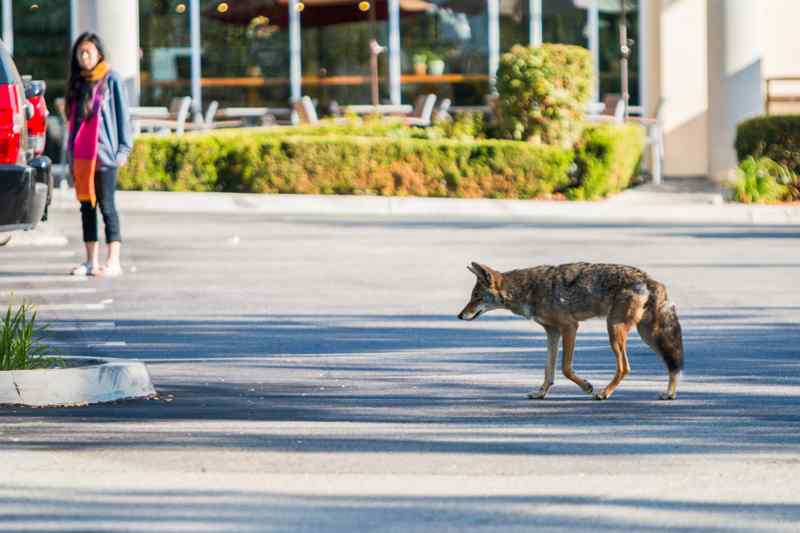 Coyote ouest américain