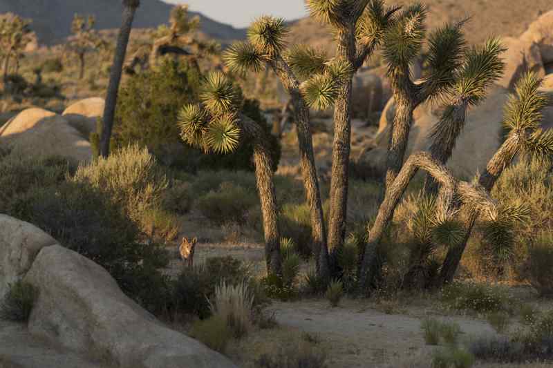 Coyote Joshua Tree