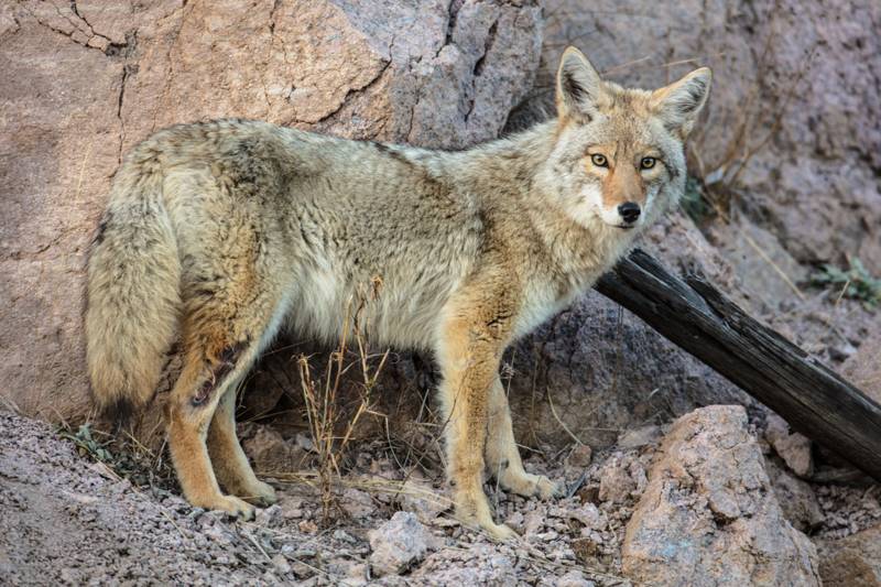 Coyote d&eacute;sert
