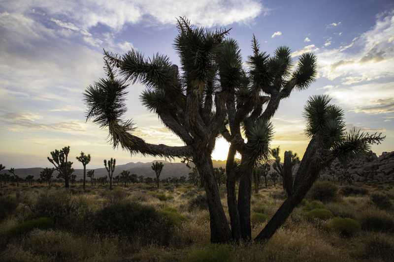 Joshua Tree National Park