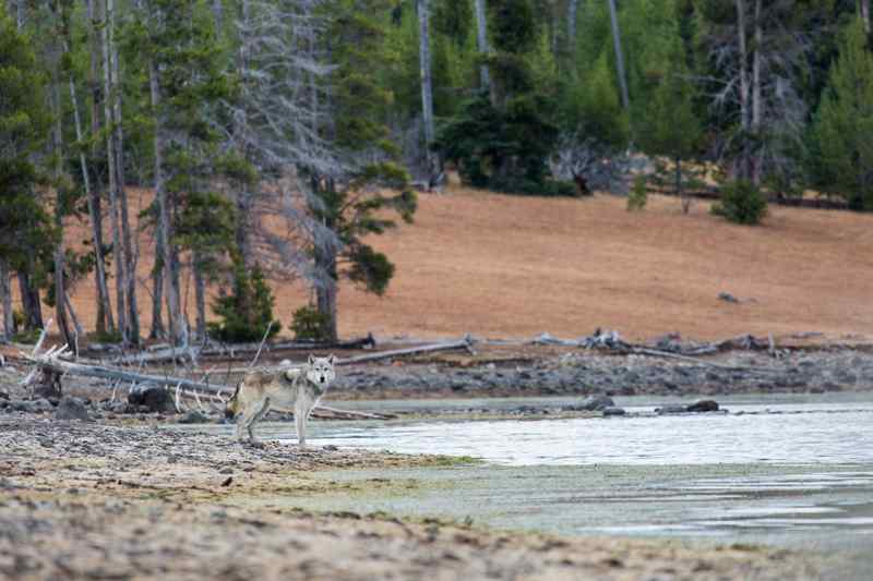 Loup à Yellowstone