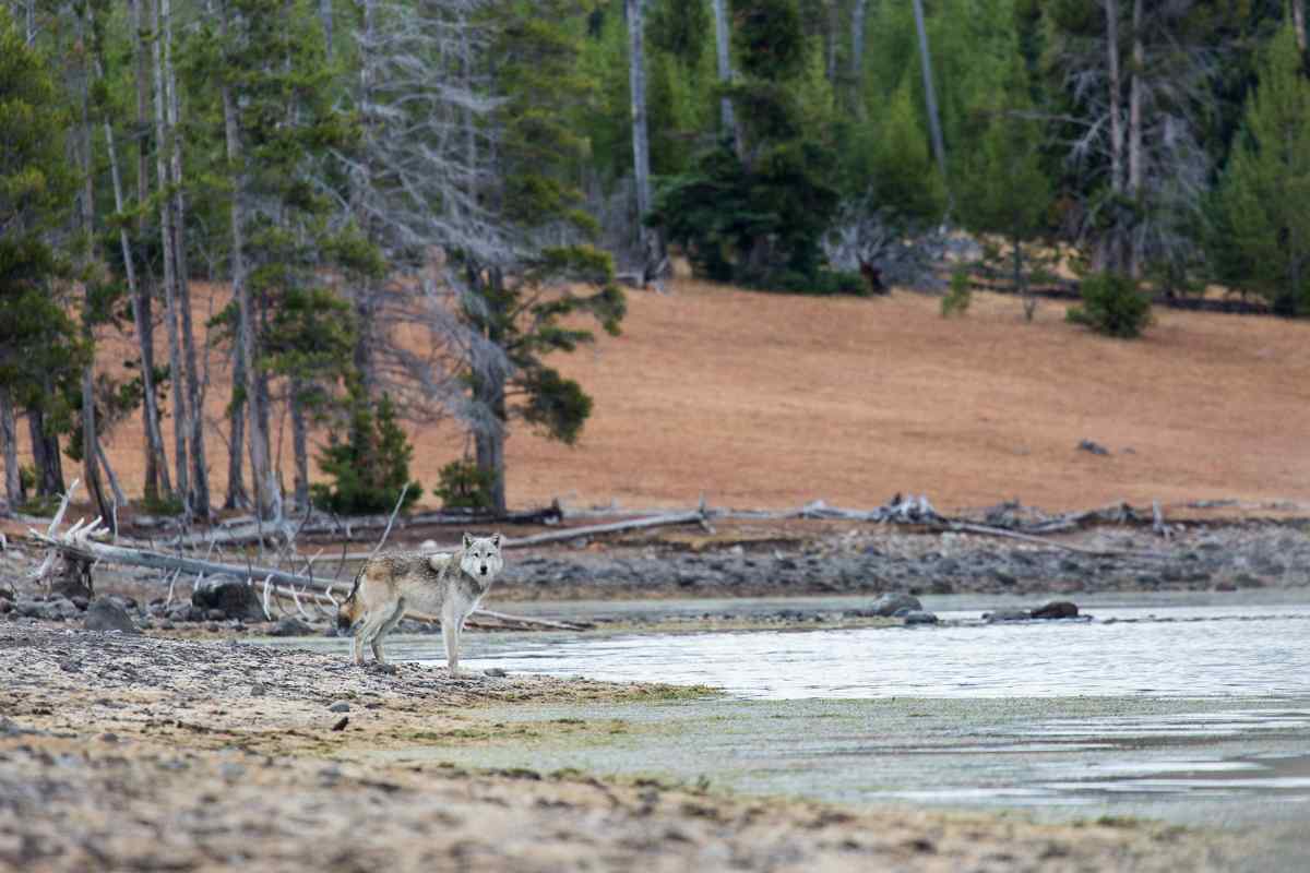 Réintroduction du loup : des bénéfices inattendus à Yellowstone