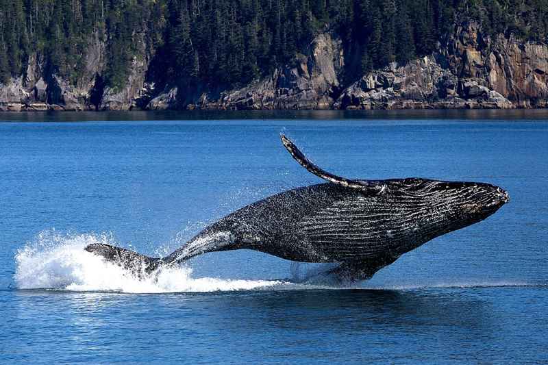 Baleine à bosse