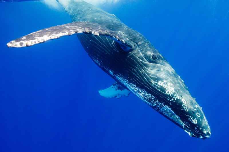 Baleine bleue