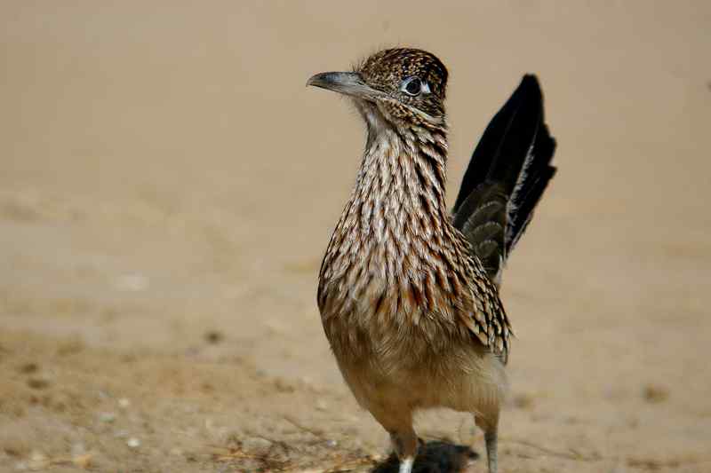 Roadrunner désert