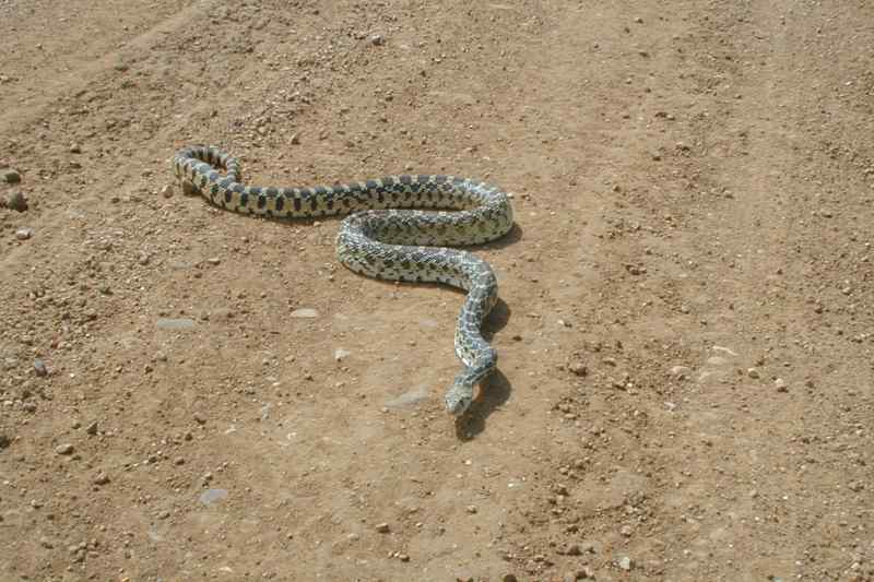 Rattle snake