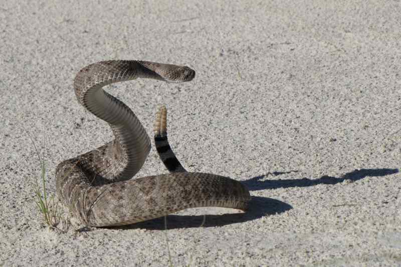 Serpent à sonnette ouest américain