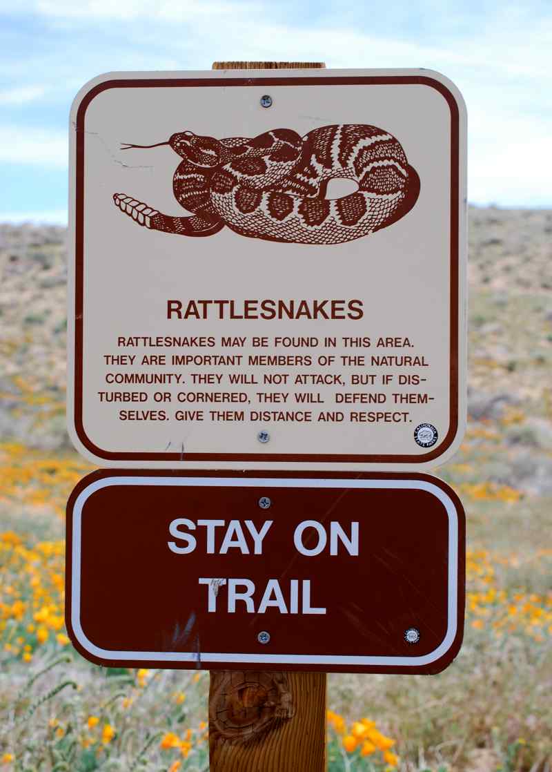 Rattle snake