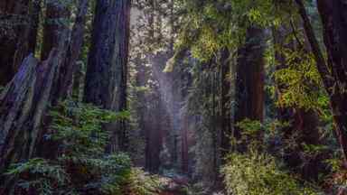 Muir Woods National Monument