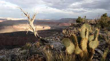 Grand Canyon-Parashant National Monument
