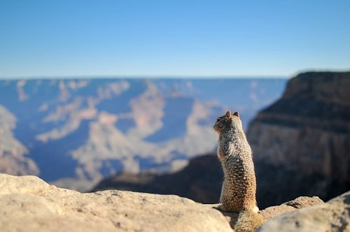 Whaou le Grand Canyon !