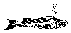 bellarosa