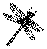 squaw972
