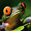 Lopachpa