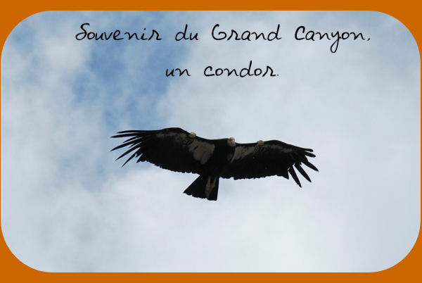 Condor Grand Canyon