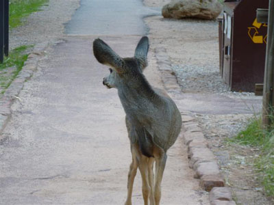 Biche