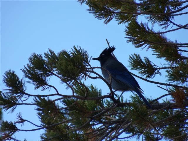 Blue Birds Blue Birds