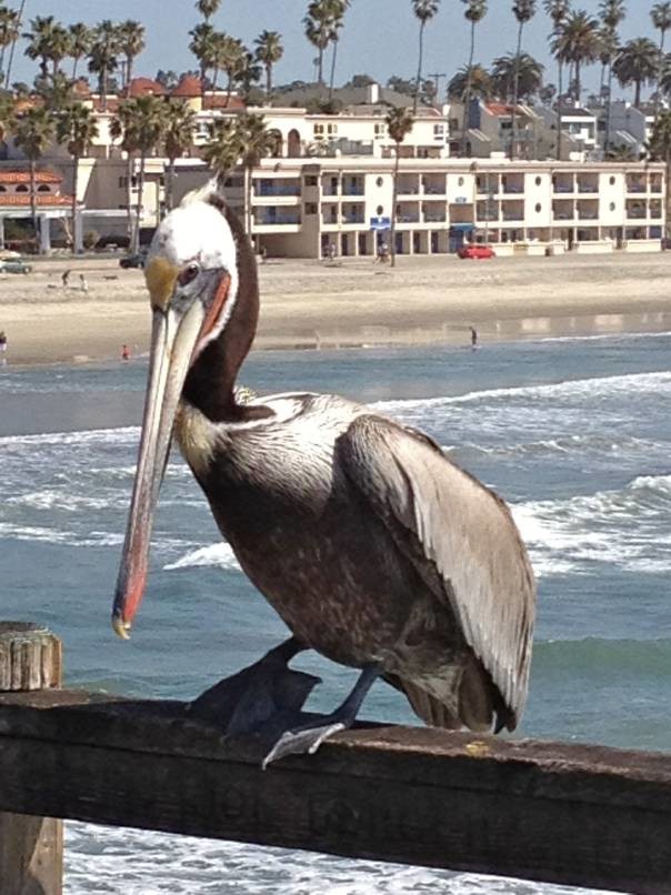 San Diego pelican